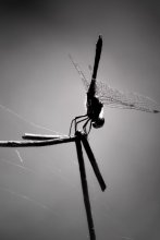 dragonfly / .....