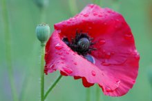 of poppies and the rain / ***