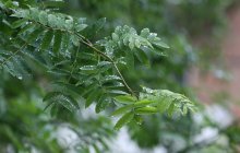 Want to rain / ***