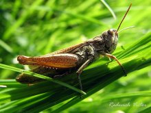 grasshopper / ***