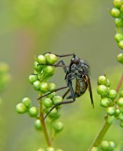 Mosquito-tolkunchik / Empis borealis