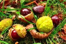 chestnuts / ***