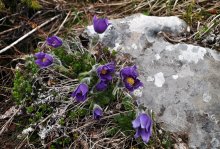 Blue alpine flowers. / ***
