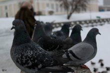 Trained pigeons / *********