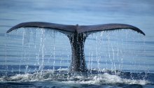 Sperm whale / ***