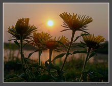 Sun rejoice! / ......