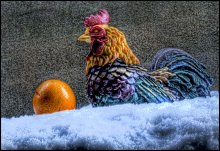 cock and oranges in the snow / ***