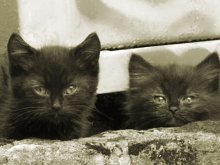 Motkiny kittens / ***