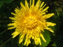 rum and Masha / .............