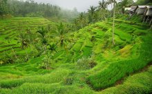 rice terraces number 2 / ***