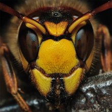 Portrait of a hornet / ***