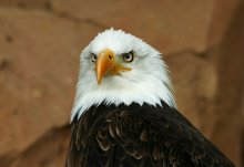 Portraits of animals number 2 Eagle / ***