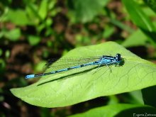 Dragonfly arrow / ***