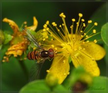 Hoverfly / ***