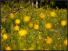 Buttercups, flowers ... / ***