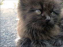 Pussy / ***