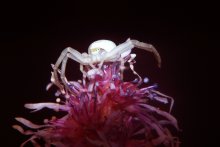 Alone in the Dark / ***