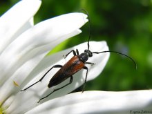 Sawyer beetle / ***