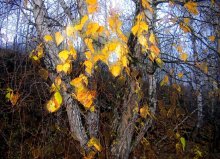 Last leaves / ***