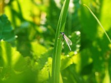 dragonfly ... / ......