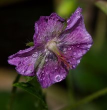 Pokapol rain and walked ... (4) / ***