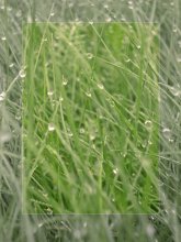 Herbs enveloped marvelous rosami / .....