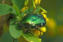 Bronzovka golden / Cetonia aurata