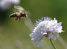 Flight / Bee on flight.