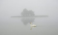 Swan / ***