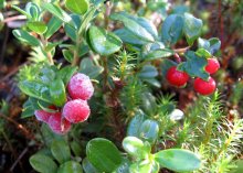 Wild berries. / ***