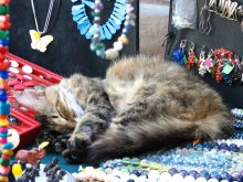 Kitten asleep / ***
