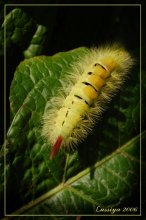 Shaggy locomotive / ***