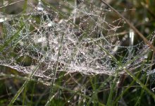 Beaded spider web / ***