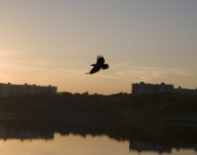 Bird over the city ... / ***