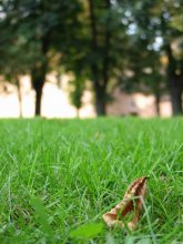 Autumn on the nose / ***