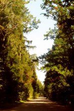 The road into the forest / ***