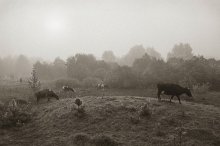 Cows and Vladimir in a fog / ***