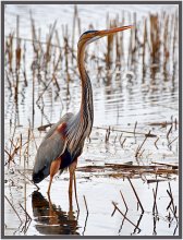 Redhead or imperial heron / ***