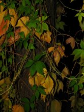 Autumn leaves at night / ***