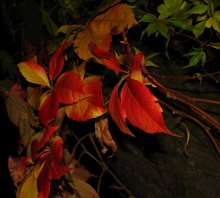 Autumn night leaves 2 / ***