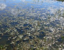 The swamp on a clear day / ***