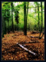 In the Bialowieza wilderness:) / ***