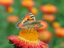 Butterfly / ***
