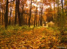 ... leaves rustling ... / ***