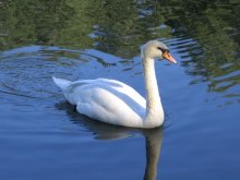 Swan / ***