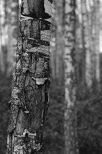 Birch Grove / ***