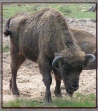 Song about the Bison / ***