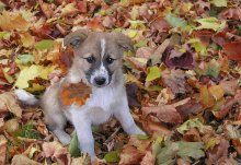 Autumn puppy. / ***