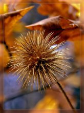 Prickly tenderness / ***