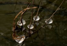 Frozen droplets. / ***